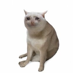 CashCat, the pale meme cat that became the breakout token on Robinhood Chain.